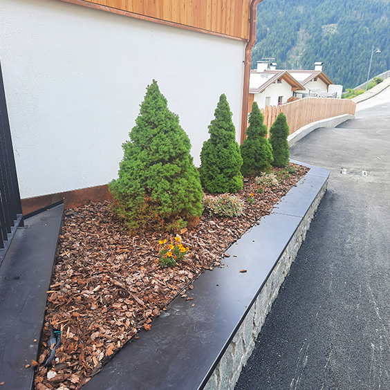 Piccoli alberi piantati